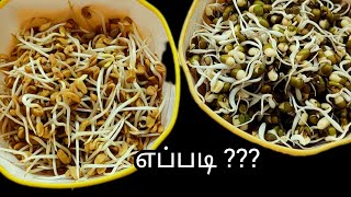 தானியங்களை எளிதாக முளைக்கட்டுவது எப்படிhow to make moongdal and methi seeds sproutshowto [upl. by Annayram]