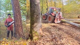 Ťažba dreva a opäť hrubšie stromy  Začíname v novom poraste Amles Zetor MS 361 Forestwork [upl. by Brita726]