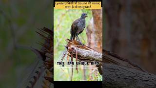 wait for End voice😳😍 4 Amazing 😳🤯Facts about Lyrebird [upl. by Joris]