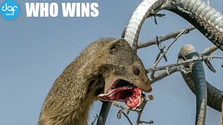 Who wins King COBRA vs MONGOOSE [upl. by Sseb]