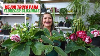 Gloxinias Las Mejores Flores Con Un Simple Truco flores plantas [upl. by Noonberg970]