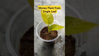 How to grow money plant from cutting moneyplant shorts trending gardening [upl. by Yelnikcm]