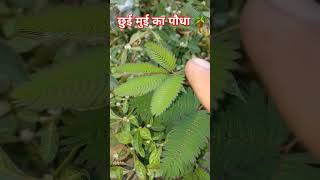 chhuee muee ka plant chui mui plant ke fayde 🪴 viralvideo driverlover trending funny ytshorts [upl. by Dori]