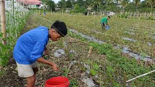 Pag dilig ng fertilizer sa renaton na mga talong 👍 [upl. by Faust]