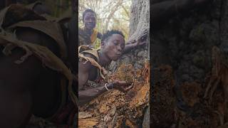 Stinging Bees Honey Harvesting shortsfeed hadzabetribe [upl. by Ellenaj558]