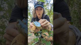 Gyroporus cyanescens  a blue staining bolete 💙🥰💙 mushrooms mushroomhunting mycology nature [upl. by Ailak]