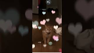 Cala La Gatita Viral Que Conquisto el Mundo shorts viral cat [upl. by Atsahs876]