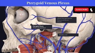 Pterygoid Venous Plexus  Situation  Communications  Drainage  Peripheral Heart [upl. by Elohcin]