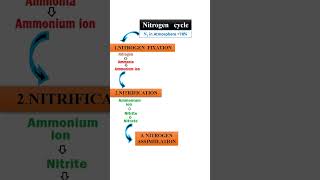 Nitrogen cycle within 60 seconds [upl. by Mundt]