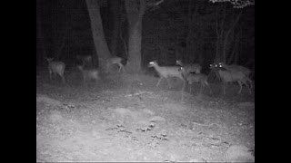 Nachts im Eifelwald Rotwild Wildschwein Reh Fuchs Dachs Mufflon [upl. by Attikram380]