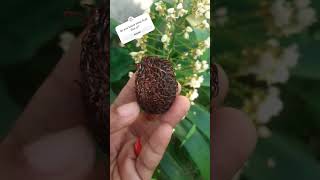 Rambutan or Lychee rarefruits foodshorts fruit foodie [upl. by Airb115]