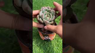 Succulent Specialists Agree This Repotting Method is BEST [upl. by Kelsey927]