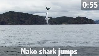 Mako Shark Jumps [upl. by Collete494]