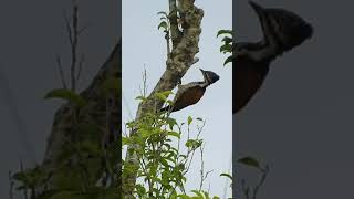 Common Flameback Woodpecker  female [upl. by Allisan]