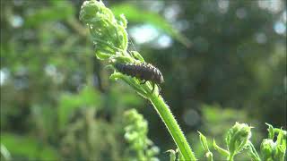 Seven spot Ladybird Coccinella septempunctata larva hunting for aphids [upl. by Ardnaid]