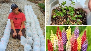 Winter Sowing Reveal Tour  April  Perennial Flowers [upl. by Burkle]