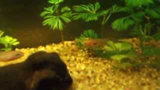 Killifishes  Fundulopanchax nigerianus quotInniderequot [upl. by Dollar]