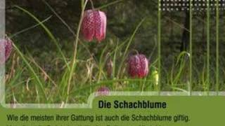 Die Schachblume Fritillaria meleagris [upl. by Ilsa]