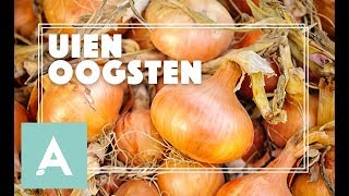 Uien oogsten  Grow Cook Eat 51 [upl. by Arihs]