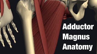 Anatomy and function of adductor magnus English [upl. by Archibold]