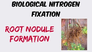 Root Nodule Formation BNF  Nitrogen Metabolism [upl. by Anuayek]