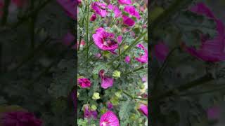 Anisodontea capensis African Mallow flowers 🌸 😍🍃🐝💚 nature flowerworld viralshort [upl. by Burlie]