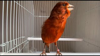 Canario negro bruno Cantando🐦 Canto de canario hermoso [upl. by Berthold]