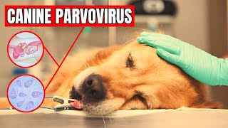 How to cure parvovirus in dogs [upl. by Kadner873]