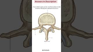 vertebral column anatomy quiz [upl. by Hathcock]