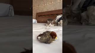 Cat life 😹 ytb catlife tiktokviral [upl. by Anirbaz]