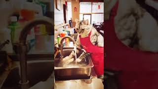 Cat work as waitorcatcatlovers trendingshorts [upl. by Airamas]