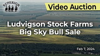 Ludvigson Stock Farms Big Sky Bull Sale [upl. by Alboran232]