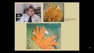 What is so important about fossil sponges [upl. by Aylsworth]