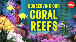 Conserving our spectacular vulnerable coral reefs  Joshua Drew [upl. by Neel]