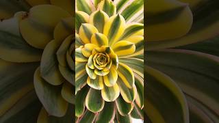 Aeonium Sunburst Propagation plants succulant succulentsplanterspot succulentpropagation shorts [upl. by Richy580]