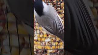 Carolina Chickadee Insane CloseUp explorethebeautyofnature birds [upl. by Meneau]