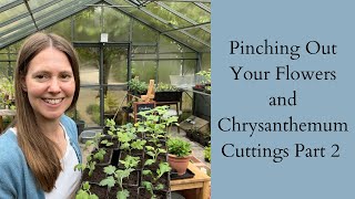 Pinching Out Your Flowers amp Chrysanthemum Cuttings Part 2 [upl. by Bumgardner]