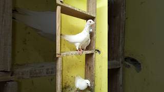 Lalsara andhra bloodline MADRASI KABOOTAR FOR SALE pigeon pigoen bird kabootar racingpigeons [upl. by Eninaj]