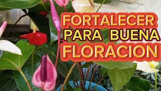 FORTALECER LOS ANTURIOS INICIANDO FLORACION con estos dos FERTILIZANTES es la CLAVE👍🌺🪴 [upl. by Jane]