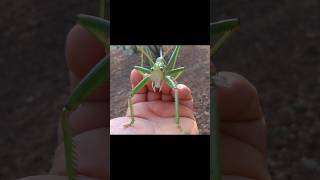 Types of Katydids Part 6 insects katydid [upl. by Siramay]