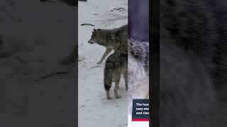 Surviving a Wolf Attack in Siberia [upl. by Lirrad807]