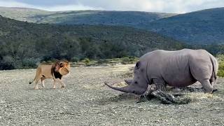 Rhino Stabs At Male Lion With Its Horn [upl. by Notsud]