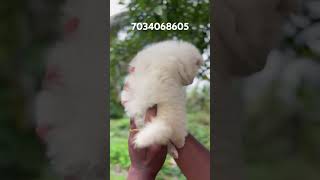 pomeranian puppies salepom for salespitz sale keraladelivery available pom salespitz puppy [upl. by Nelloc]