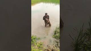 ক্ষেপলা জালে কি মাছ পেল দেখুন 🥰 fishing fish fishingshorts villagelife fishingvideo [upl. by Sauncho]