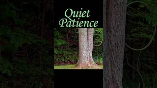 Quiet Patience  can u wait for it [upl. by Tenaj]