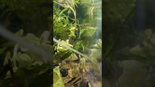 community tank with pygmy Corys green neon tetras rasbora axelrodi  hunting [upl. by Atirahc]