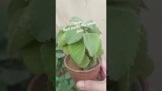 Easy to grow plantshouseplants nature plantlover plantcarepleasesubscribe [upl. by Lerrej]