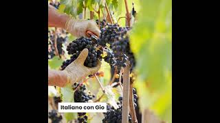 17  La vendemmia tradizioni e sapori dItalia 🍇 [upl. by Ahsi]