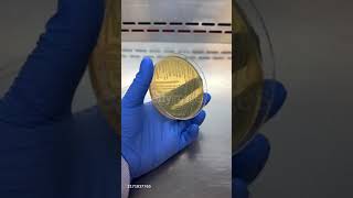 Bacteria culture on agar plate scienceexplained 3d 3danimation science3d shortsvideo ytshorts [upl. by Antons406]