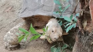 African spurred tortoise tortoise lovelypet pet amazing funny [upl. by Byrann]